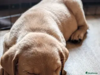 Labrador Retriever dogs Non KC registered Labrador Puppy - Advert 2