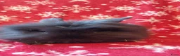 Lionhead rabbits for sale: READY Loinhead babys 1buck 1 doe left - Advert 8