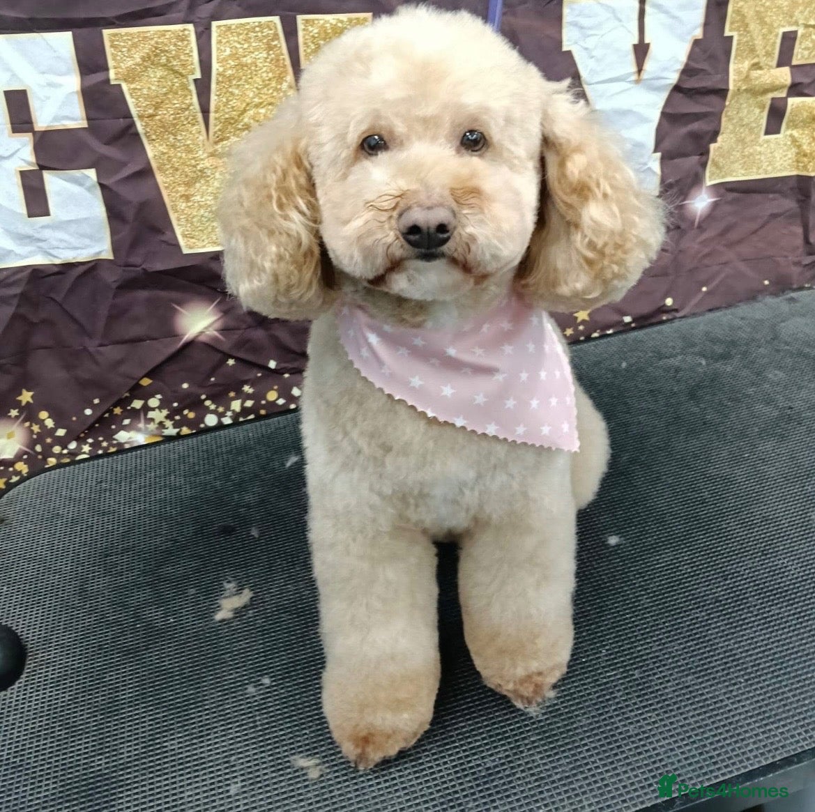 Mixed Breed dogs Toy poodle male left ready now - Advert 2