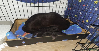 Mixed Breed cats - Advert 14