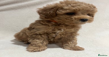 Maltipoo dogs Gorgeous Malshipoo - Advert 5