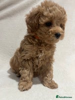 Maltipoo dogs Gorgeous Malshipoo - Advert 3