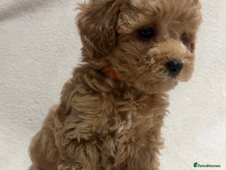 Maltipoo dogs Gorgeous Malshipoo - Advert 2