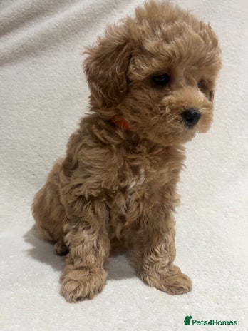 Maltipoo dogs Gorgeous Malshipoo - Advert 4