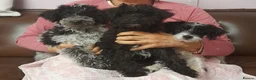 Mixed Breed dogs for sale: English Toy Terrier X Parti Colour Toy Poodle. in Wirral - Advert 10