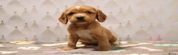 Cocker Spaniel dogs for sale: Fully Health Tested Cocker Spaniel Puppies  - Advert 40