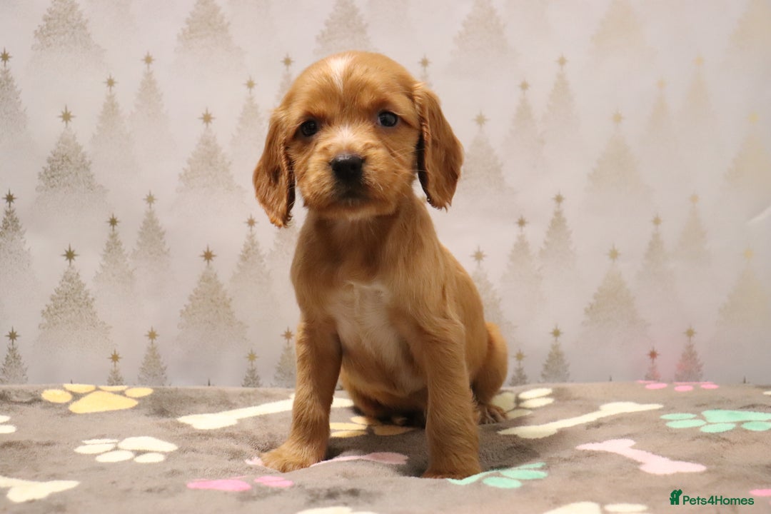Cocker Spaniel dogs for sale: Fully Health Tested Cocker Spaniel Puppies  - Advert 40