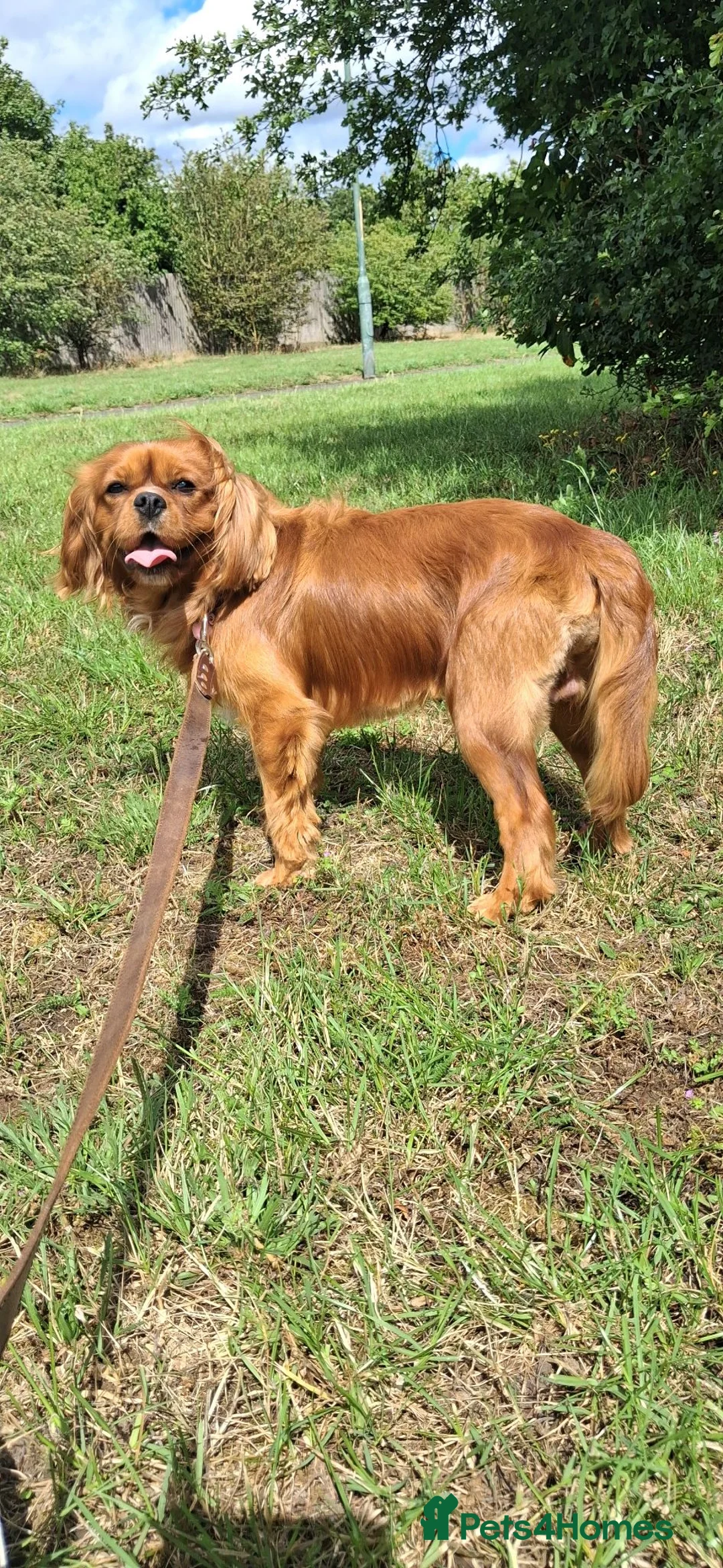 Cavalier King Charles Spaniel dogs for stud: KC Registered Stanley the King Charles  - Advert 2