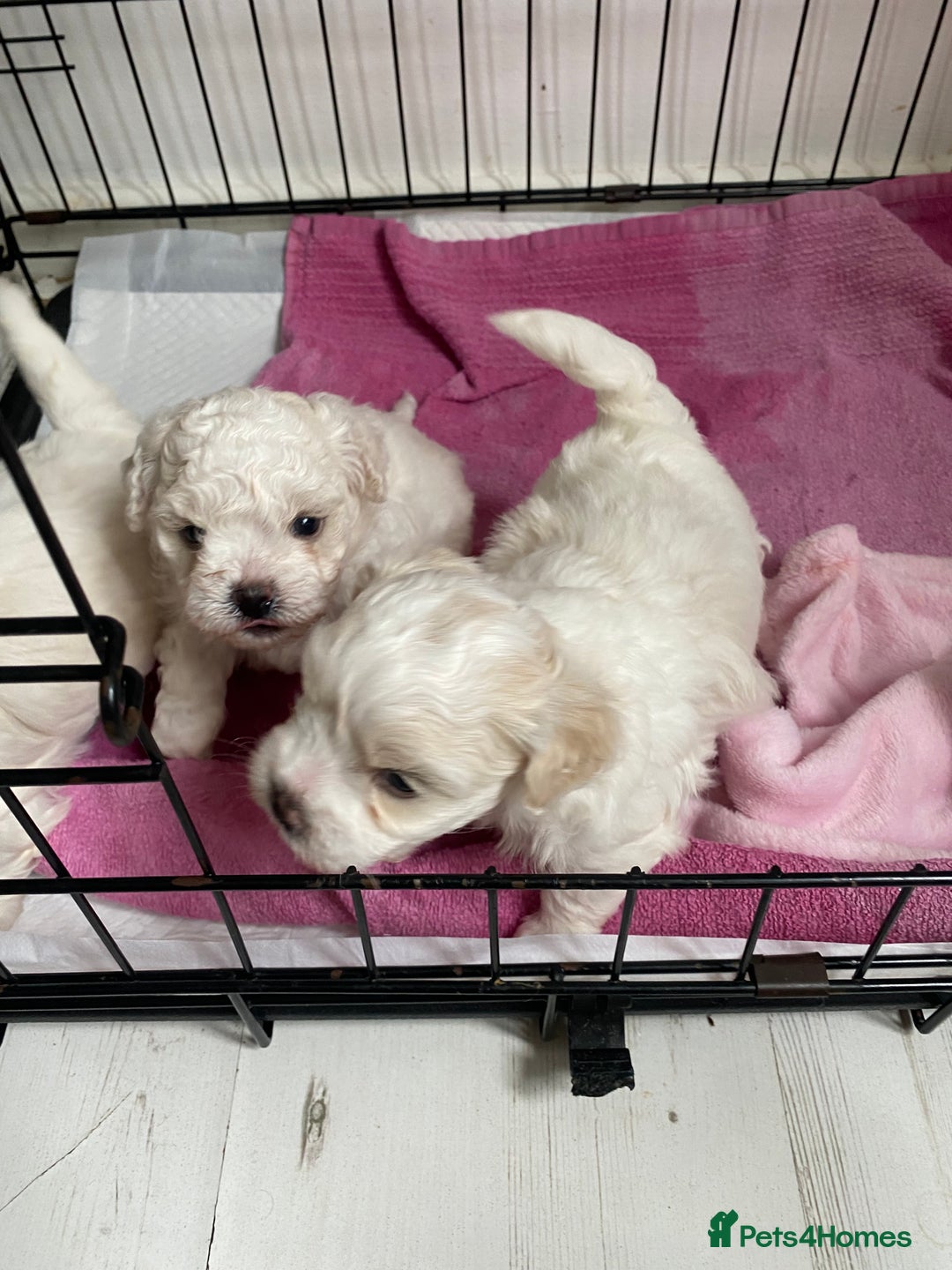 Zuchon dogs for sale: Zuchons pups ( Teddy bear pups) - Image 8