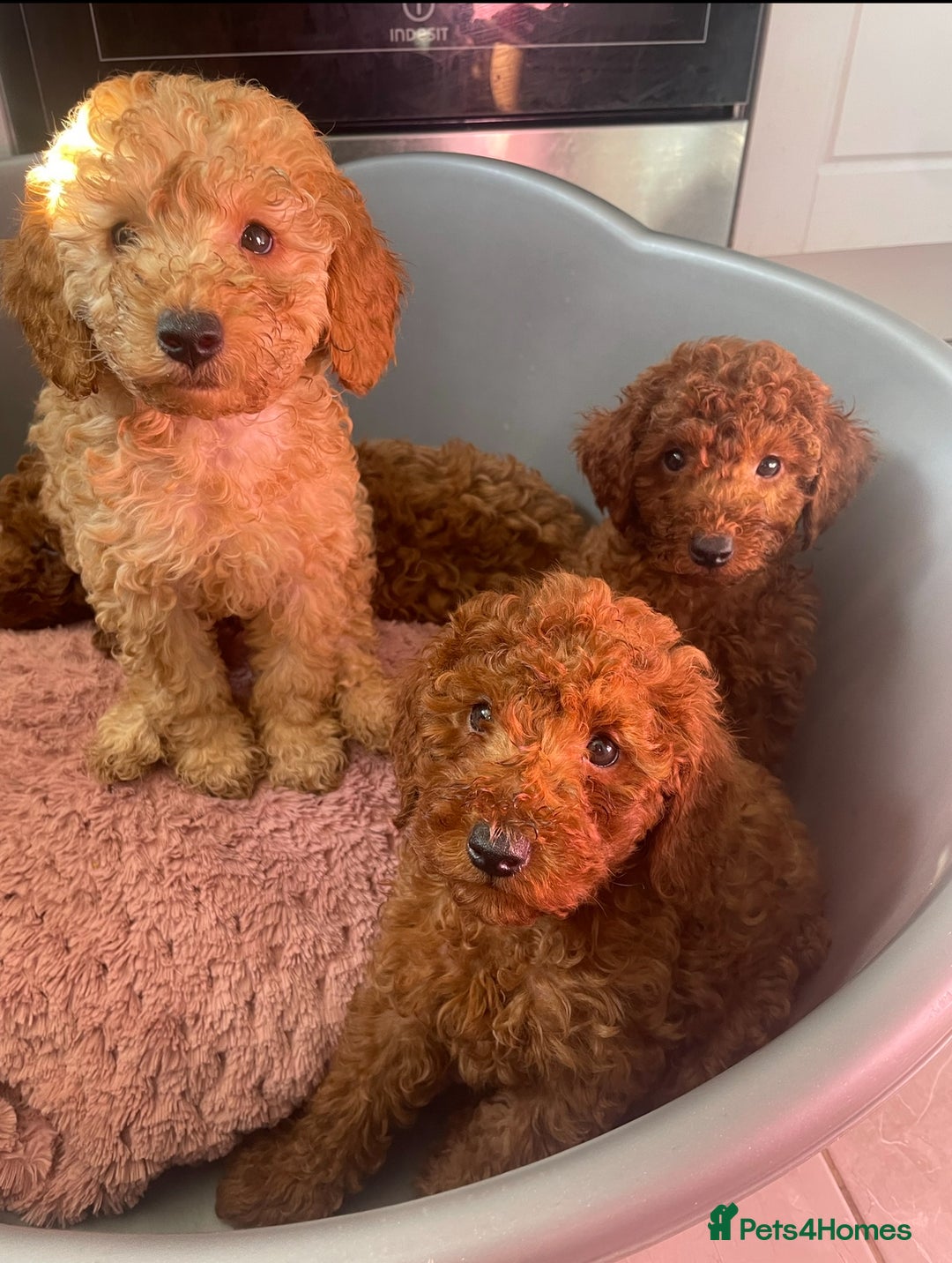 Miniature Poodle dogs for sale: Fox red poodle boy - Advert 3