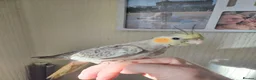 Cockatiels birds for sale: Cockatiel chicks hand tame  - Advert 29