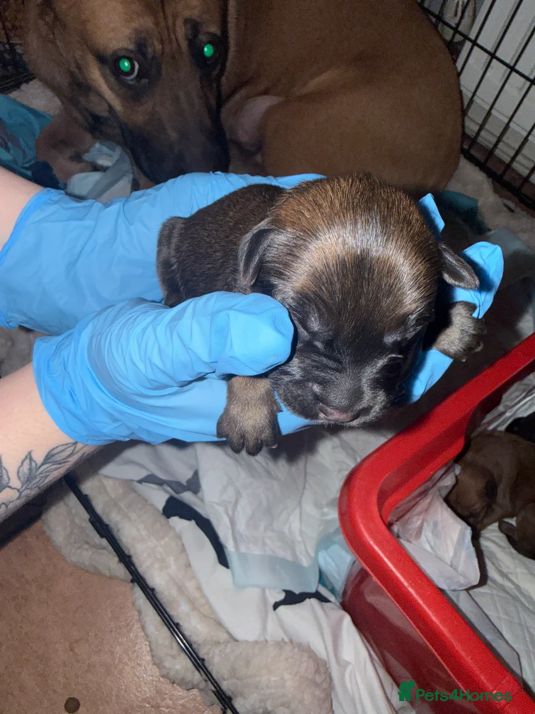 Mixed Breed dogs for sale: 10 puppy’s 6 boys 4 girls ready in 6 weeks  - Advert 11