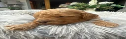Cavapoo dogs for sale: ❤️ BEAUTIFUL F1B CAVAPOO PUPPIES 💙 - Advert 6
