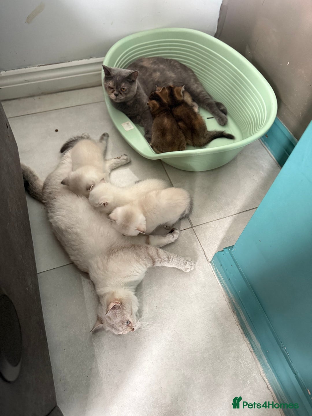 British Shorthair cats for sale: Beautiful GCCF kittens from champion lines  - Image 3