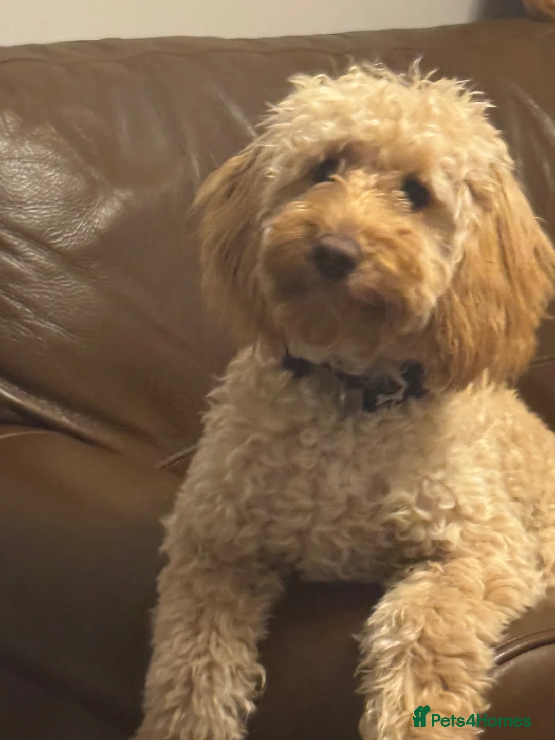 Cockapoo dogs for sale: Black cockapoo puppies - Advert 12