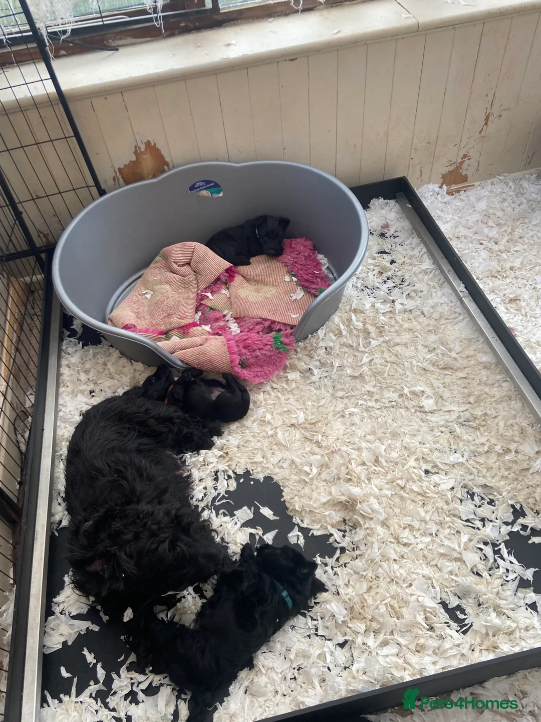 Scottish Terrier dogs for sale: Adorable Scottish Terror Puppies  - Advert 12