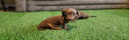 Miniature Dachshund dogs for sale: MINIATURE DACHSHUNDS PUPPIES  - Advert 6