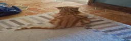 Domestic Shorthair cats for sale: neutered male ginger cat  - Advert 2