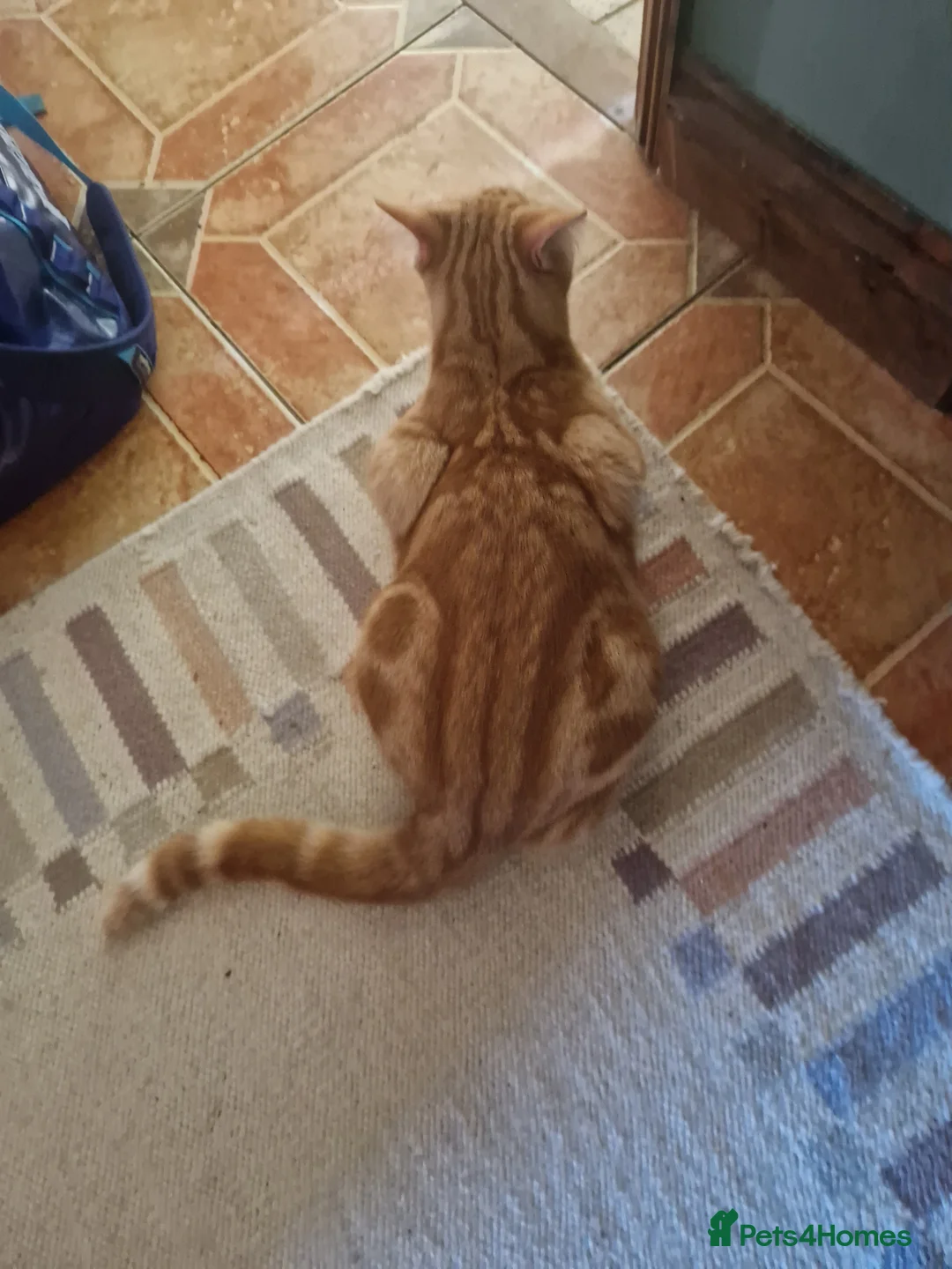 Domestic Shorthair cats for sale: neutered male ginger cat  - Advert 2