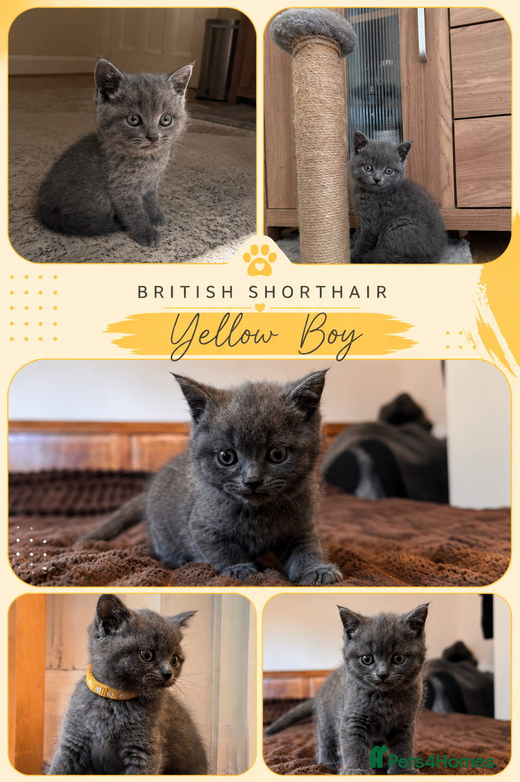 British Shorthair cats Last BOY Vaccinated&Ready toLeave BritishShorthair - Advert 2