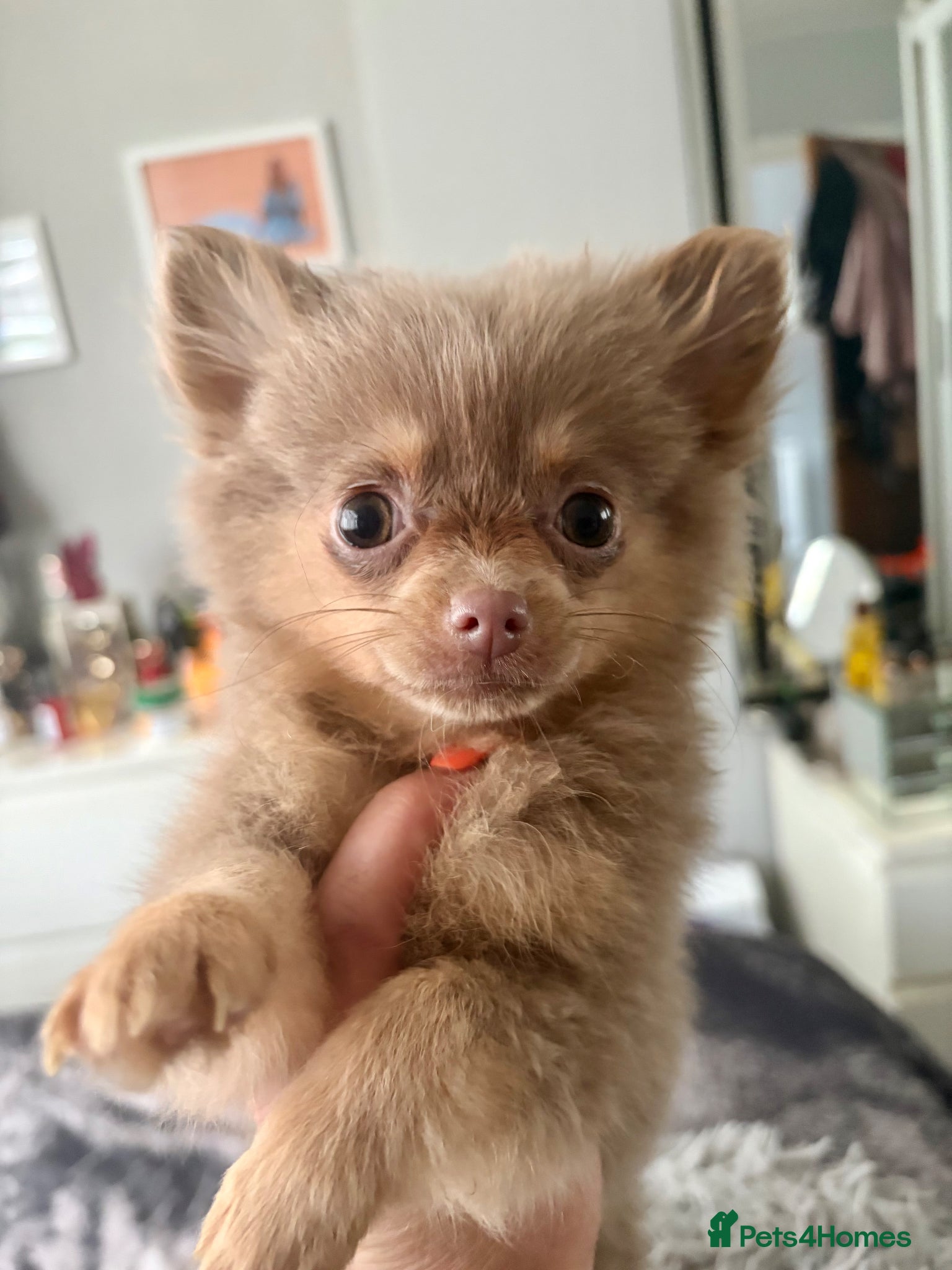 Pomeranian dogs for sale: Amazing lilac and tan micro  girl  - Advert 5