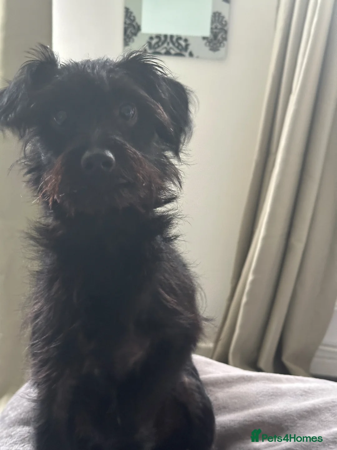 Poodle dogs for stud: Rocky in Saint Helens - Advert 2