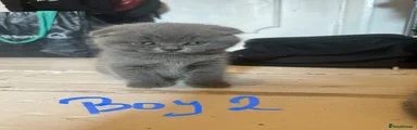 Scottish Fold Kitten 2 (boy folded ears) 