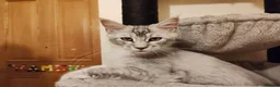 Maine Coon cats for sale: Lovely maine coon kittens - Advert 7