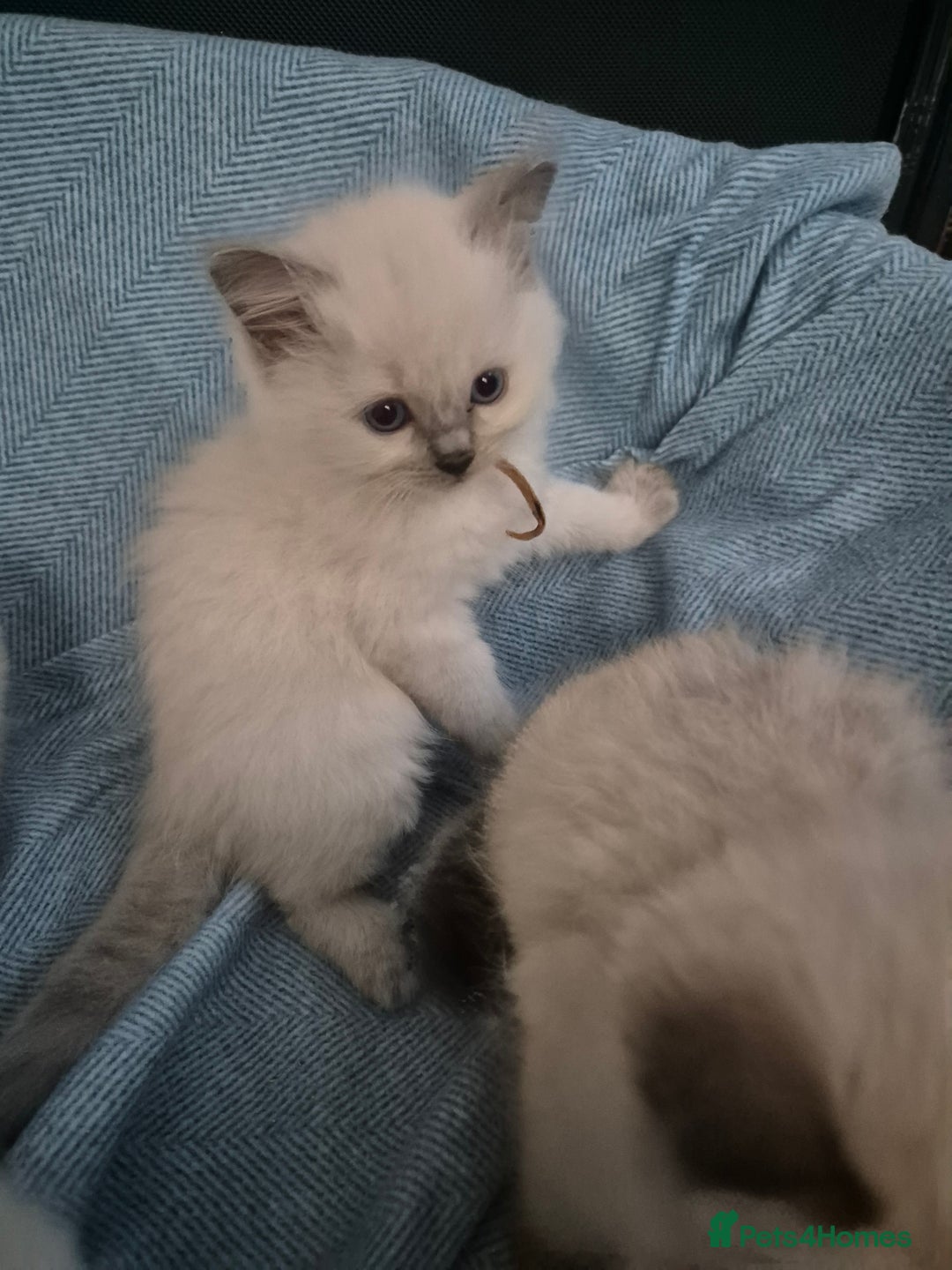 Ragdoll cats for adoption: 6 Ragdoll Kittens Ready for new homes - Image 1