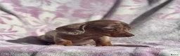 Miniature Dachshund dogs for sale: Miniature smooth coat dachshund puppies - Advert 7