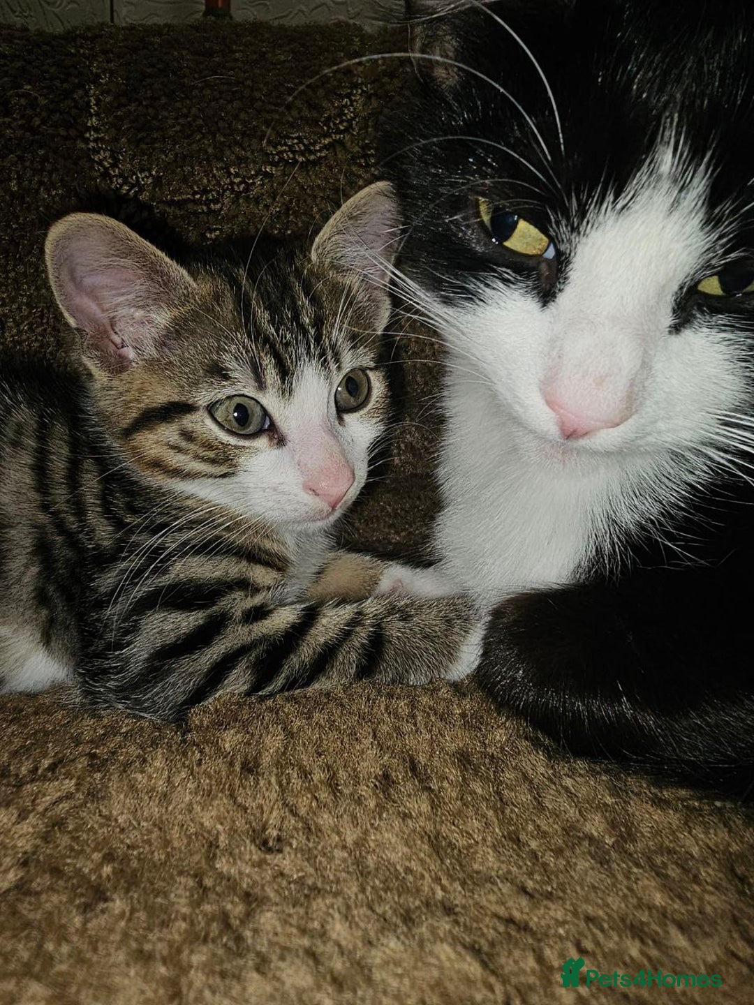 Mixed Breed cats for sale: Affectionate tabby female kitten - Advert 5