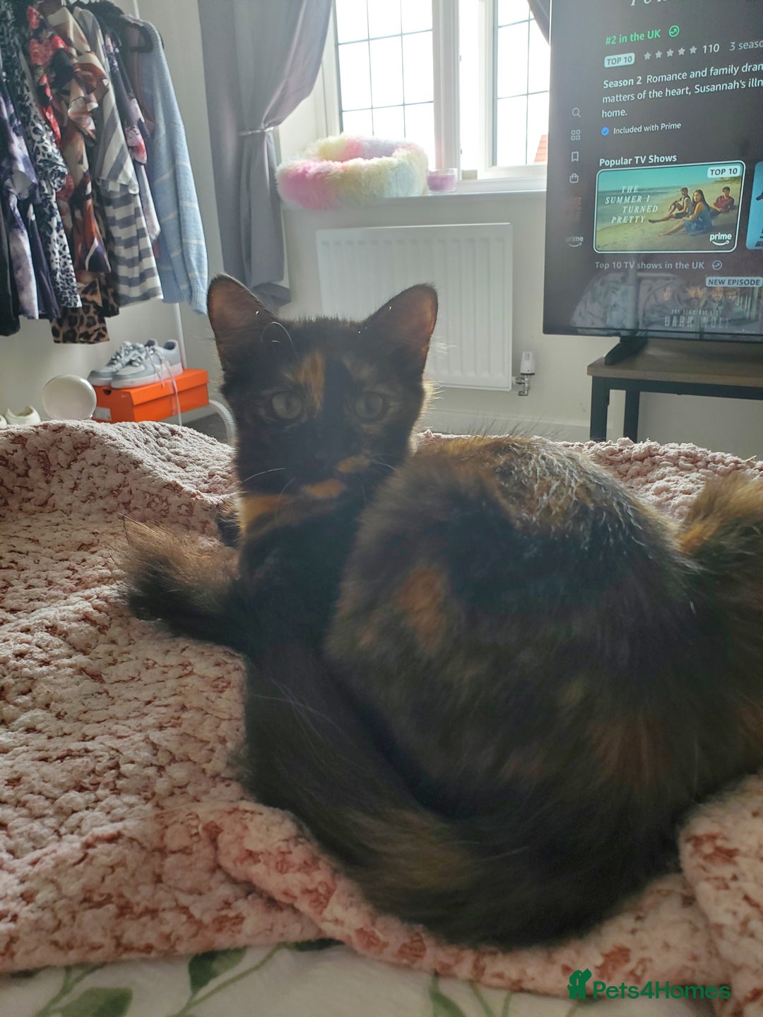 British Longhair cats for sale: 5 month kitten  - Image 2
