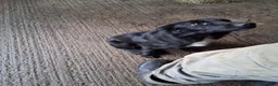 Mixed Breed dogs for sale: cocker x collie puppies  - Advert 4