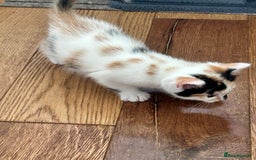 British Shorthair cats for sale: Four beautiful kittens - Image 13