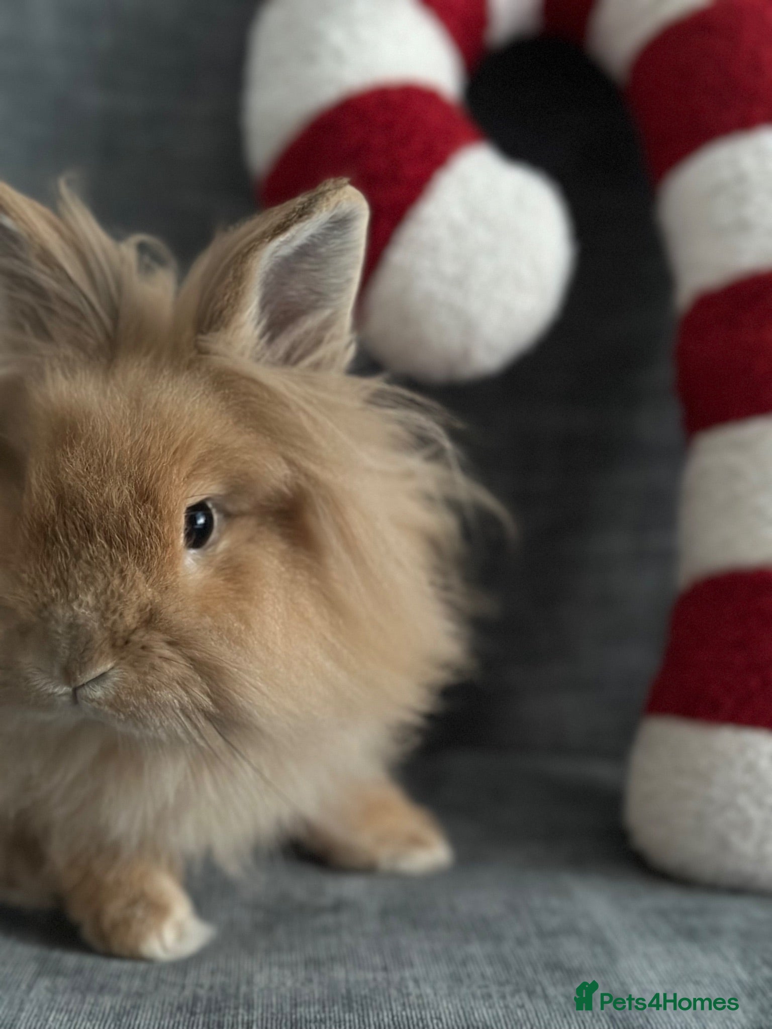 Lionhead rabbits Simba mini double maned lion head  - Advert 2
