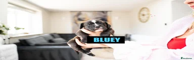 Bluey Boy 