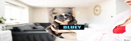 Mixed Breed dogs for sale: English bull dog X Cocker spaniel  - Advert 8