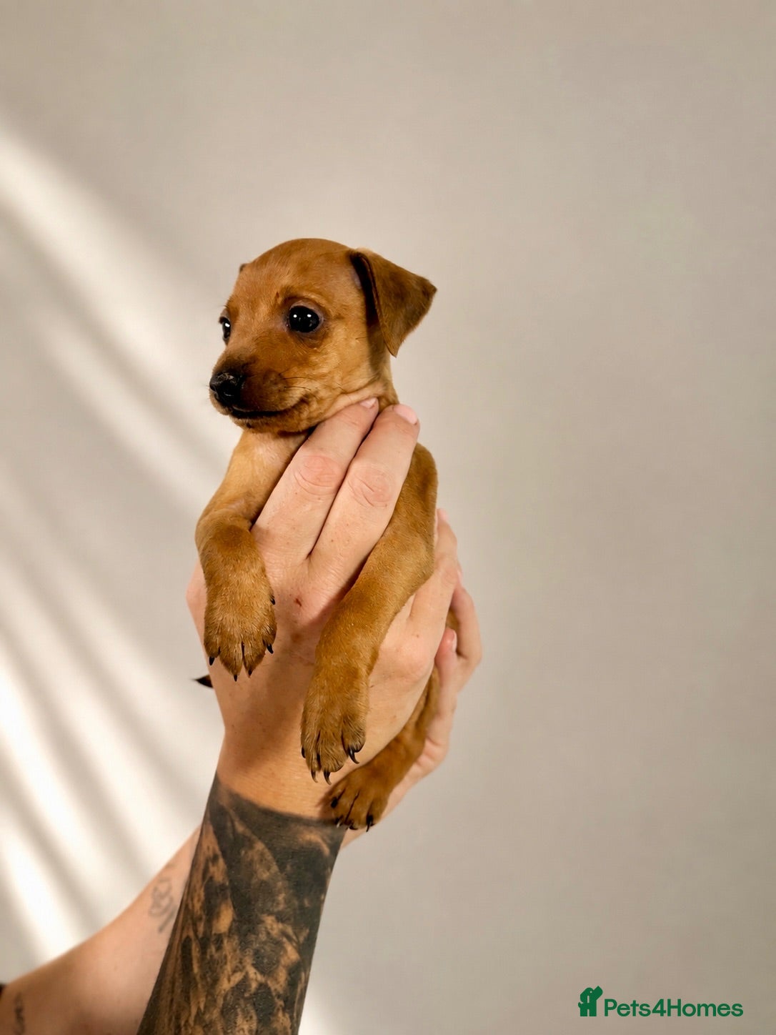 Miniature Pinscher dogs Last Litter ONE AVAILABLE Miniature Pinscher Pups - Advert 6