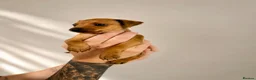 Miniature Pinscher dogs for sale: ALL RESERVED Miniature Pinscher Pups - Advert 2