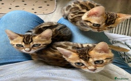 Bengal cats for sale: Beautiful 💜 Health tested TICA Bengal kittens  - Image 4