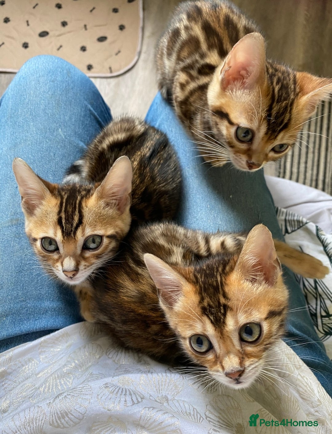 Bengal cats for sale: Beautiful 💜 Health tested TICA Bengal kittens  - Image 4
