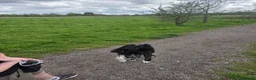 Sprollie dogs for sale: Loved family pet needs a new home in Leigh - Advert 3