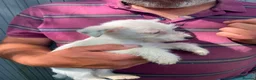 Jack Russell dogs for sale: 3 Little Jack Russell Puppies for sale  in Lifton - Advert 3