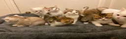 Munchkin cats for sale: Full Pedigree Munchkin Kittens - Advert 10