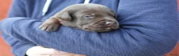 Labrador Retriever dogs for sale: Chocolate Labrador puppies Kc reg health tested - Advert 21