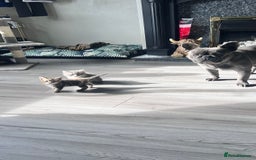 Mixed Breed cats for sale: 3 beautiful baby’s looking for their loving home  - Image 12