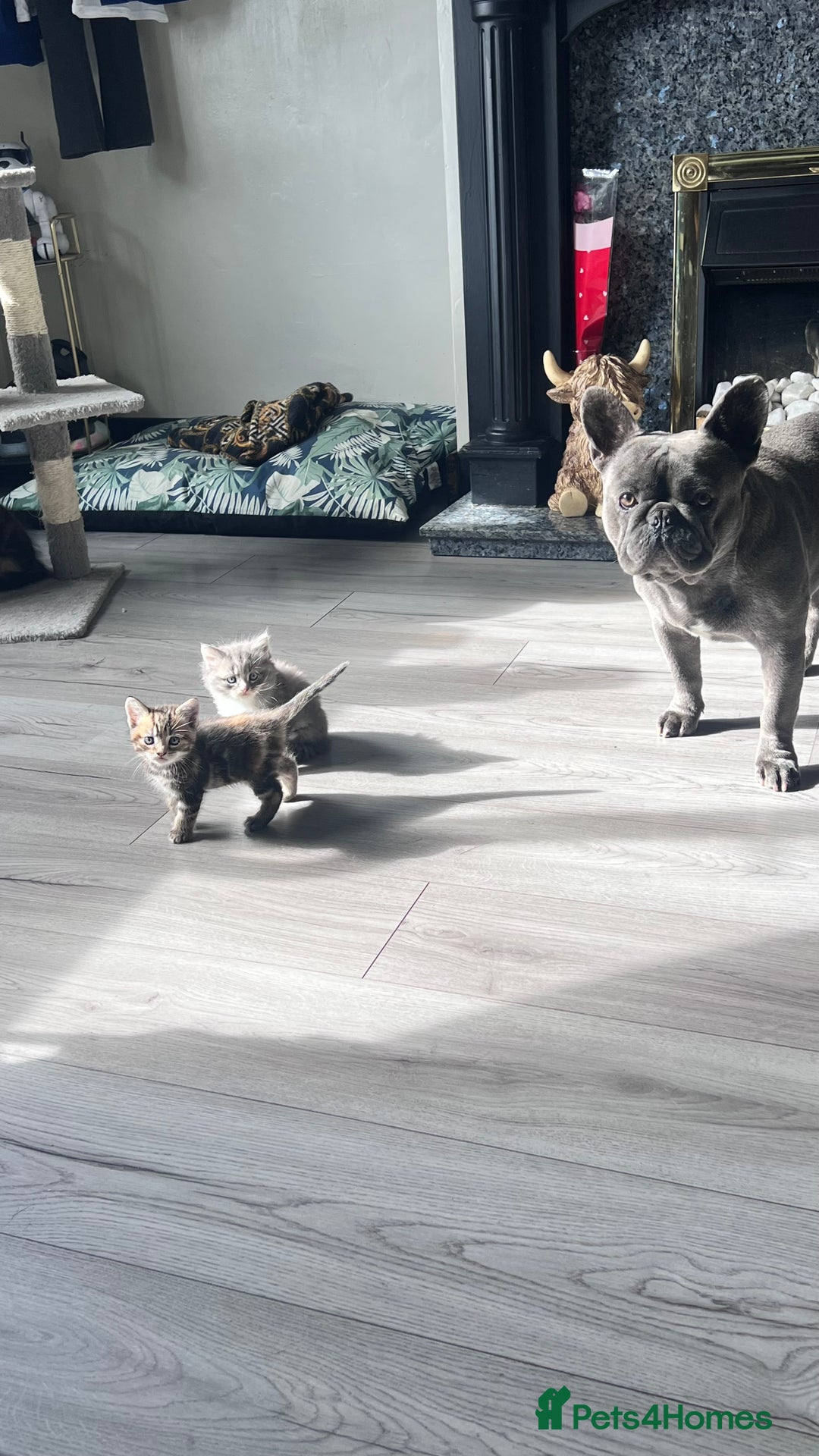 Mixed Breed cats for sale: 3 beautiful baby’s looking for their loving home  - Image 12