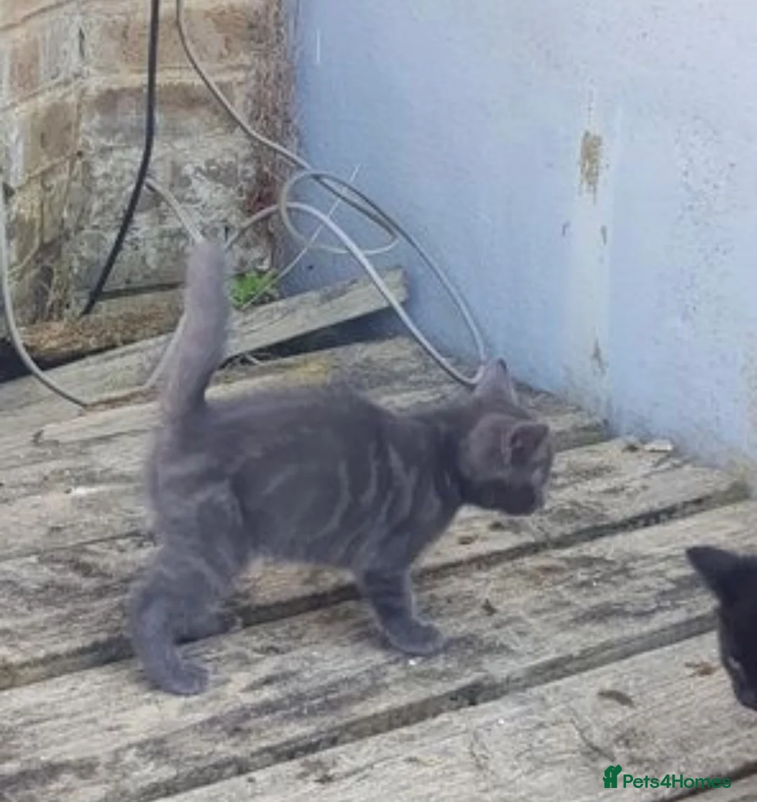 Chartreux cats for stud: Handsome BSH mix for Stud  in London - Advert 19