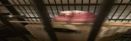 Cockatoo birds for sale: Galah Cockatoos - Potential Future Breeding Pair - Advert 4