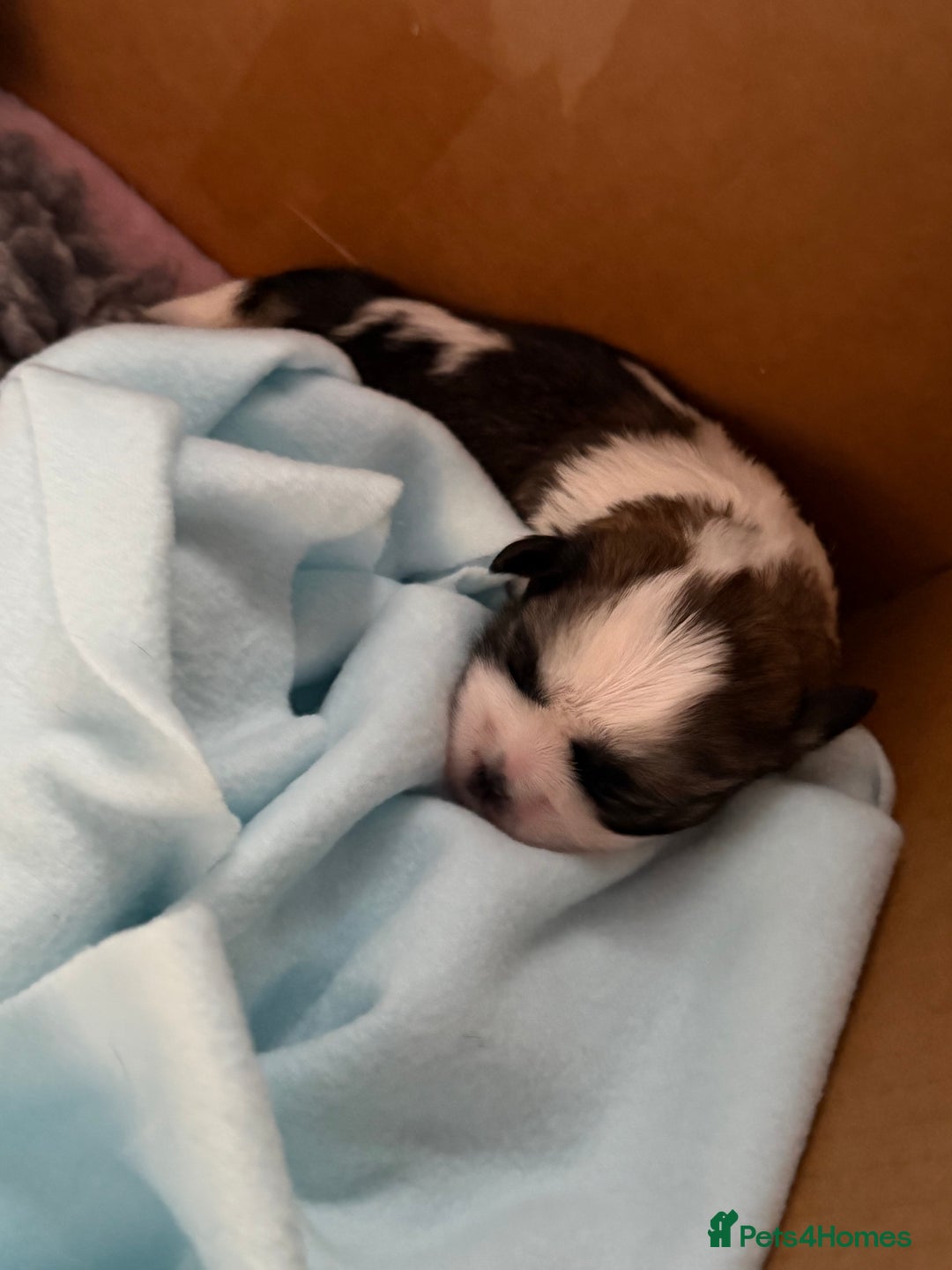 Shih Tzu dogs for sale: Shih Tzu’s  - Advert 33